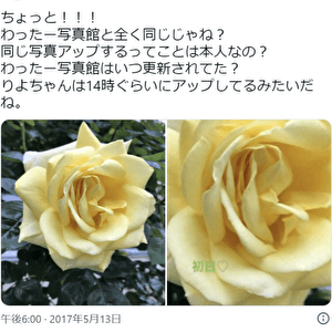 横尾渉,押川理世,黄色のバラ