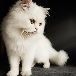 ペルシャ猫